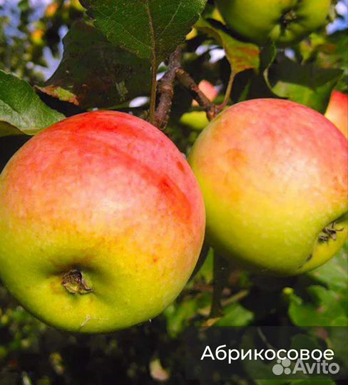 Саженцы яблонь 2, 3, 4 лет