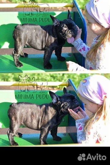 Ваша миникопия