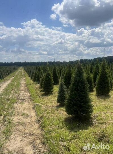 Пихта Корейская с бесплатной доставкой