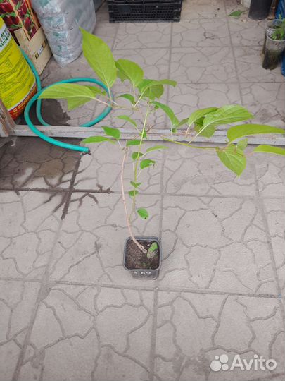 Актинидия Вейки