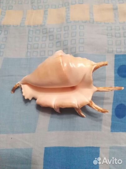 Морская ракушка