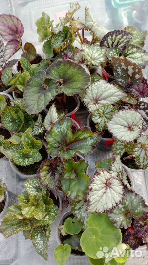 Бегония декоративно лиственная почтой