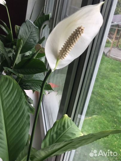 Спатифиллум