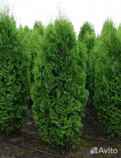 Туя колумна