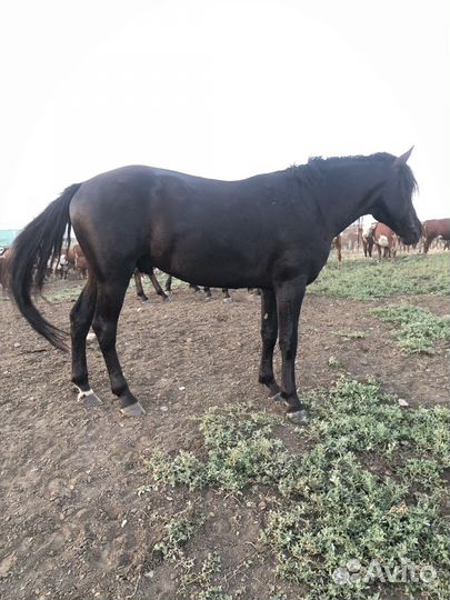 Чистокровный жеребец