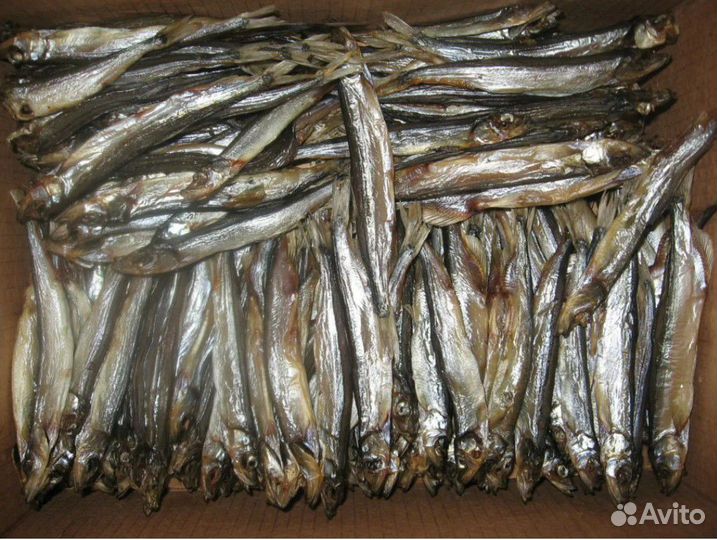 Вяленая рыба Дорадо Сибас Ёрш Форель Мойва Сайра