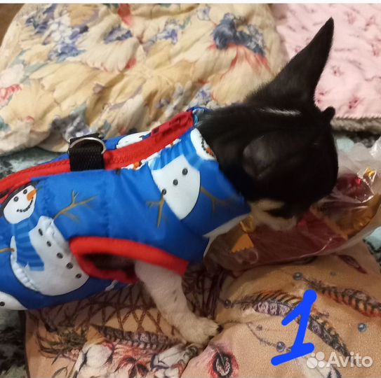 Жилетка для маленьких собак