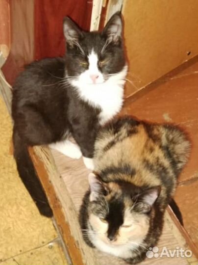 Кошка. И кот 5 месяцев отдам в добрые руки
