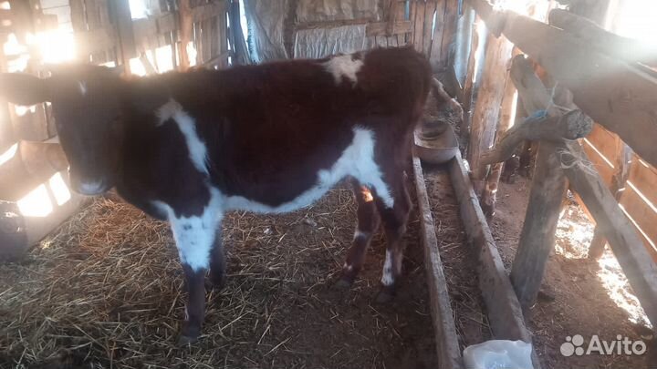 Корова дойная с теленком