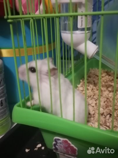 Джунгарский хомяк с клеткой