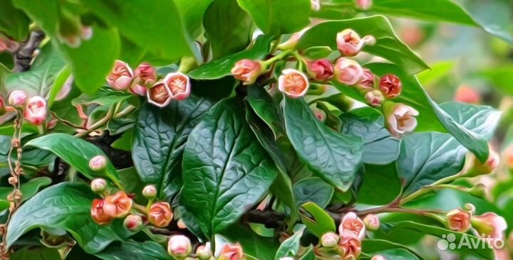 Кизильник блестящий