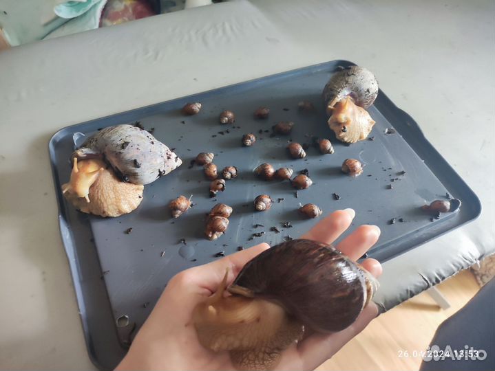 Улитки ахатины большие и малыши