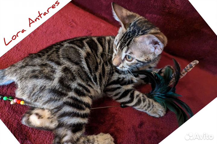 Бенгальские котята яркого окраса с документами