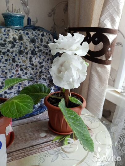 Растения комнатные