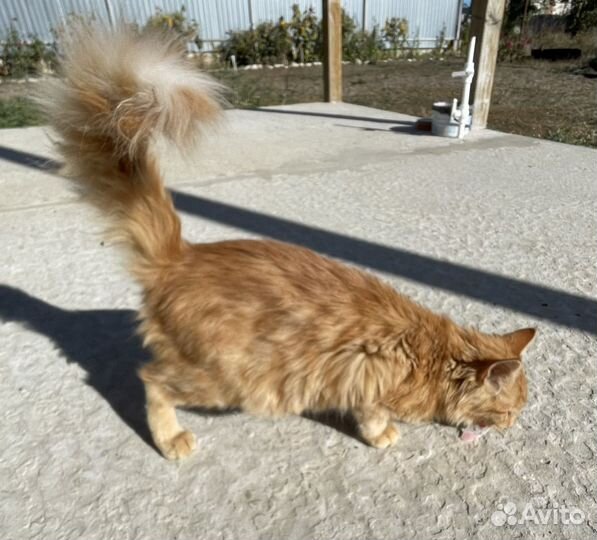 Отдам кошечку в добрые руки