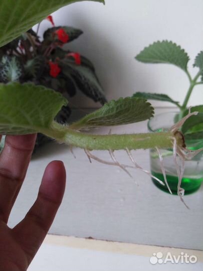 Мята домашняя комнатная