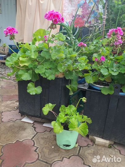 Пеларгония герань