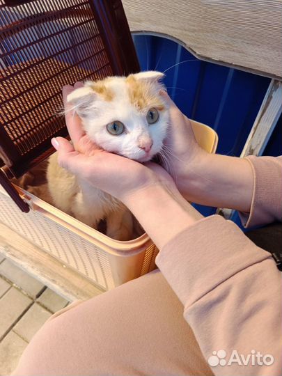 Кошка в добрые руки