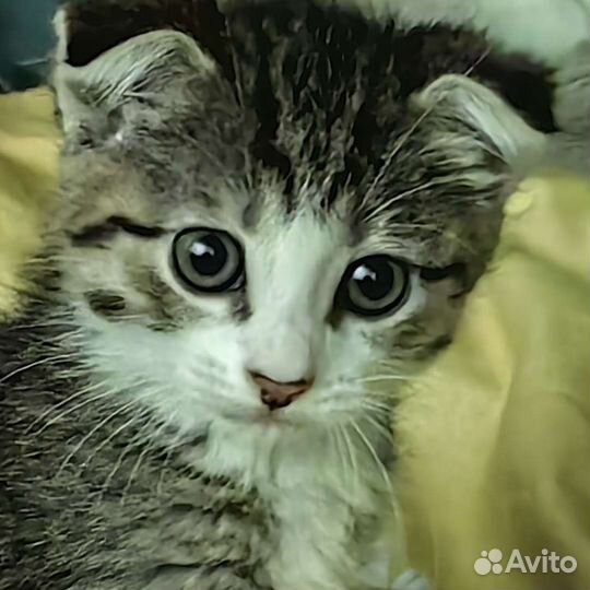 Кошки в добрые руки бесплатно