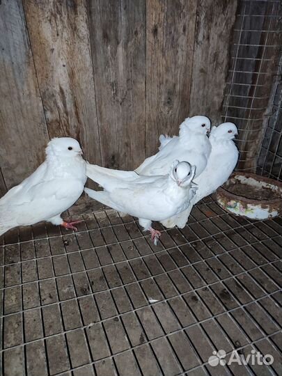 Декоративные голуби