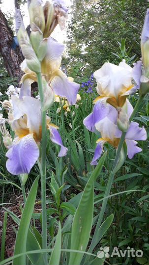 Ирисы и лилейники