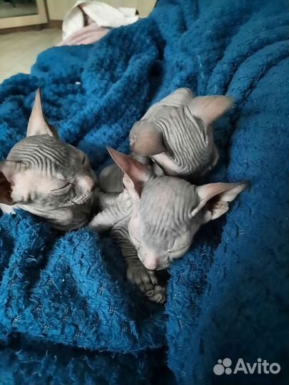 Донской сфинкс котята