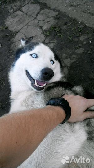 Кобель хаски вязка