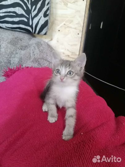 Кошки в добрые руки бесплатно