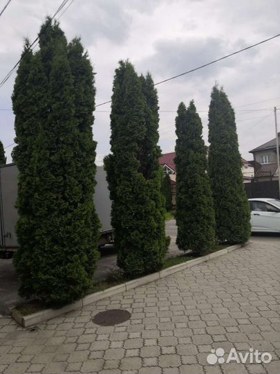 Туи, самшит