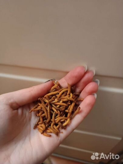 Сверчки, зоофобус, мучник, мыши