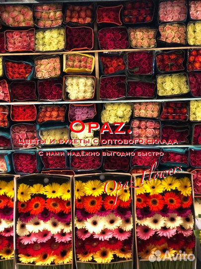 Метровые розы Розы 1,5 метра Розы высокие 150 см