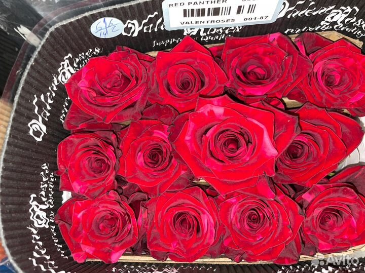 Роза 70см, букеты, цветы (опт, розница) Эквадор