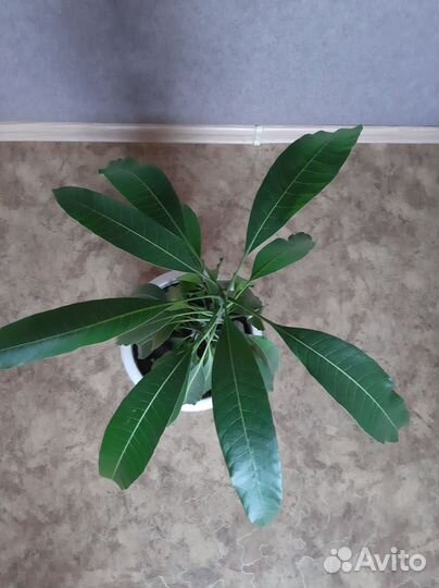 Растение Манго комнатное