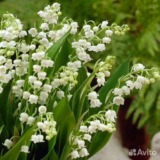 Цветы многлетние