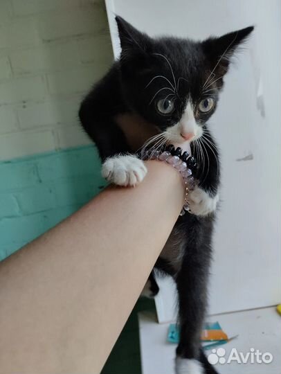 Котенок в добрые руки