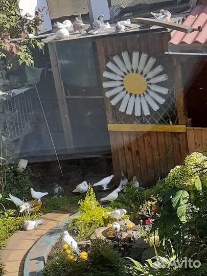 Голуби белые бакинцы