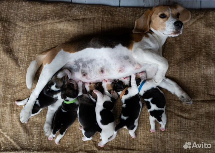 Щенки бигль