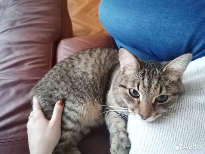 Отдам кота в добрые руки