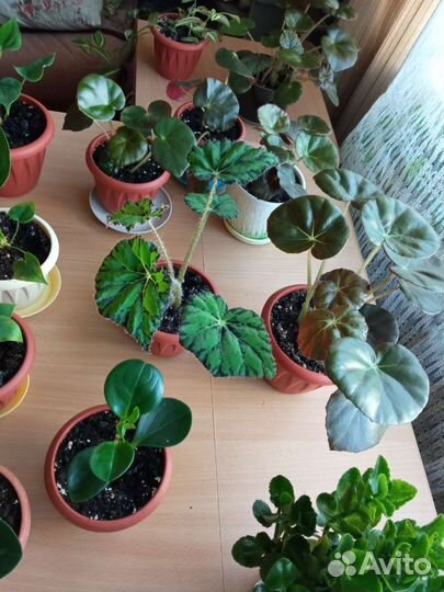 Комнатные растения цветы