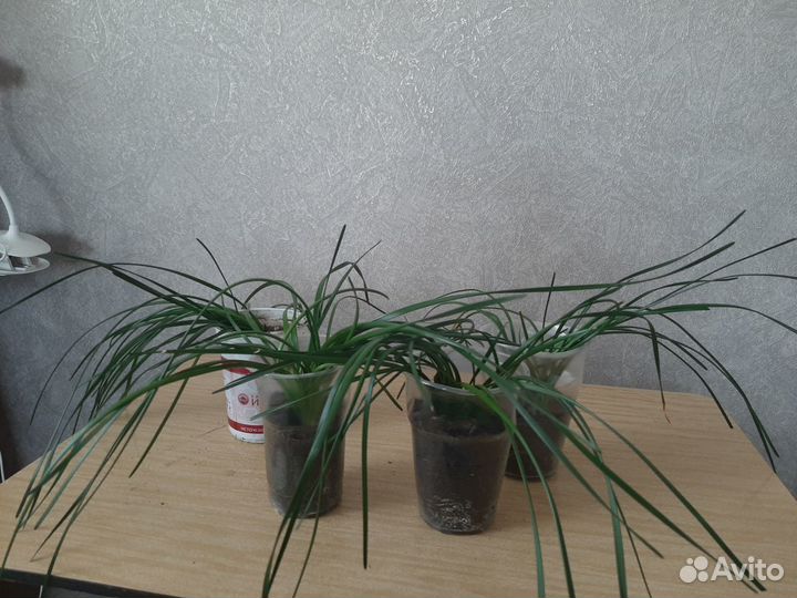 Зефирантес выскочка