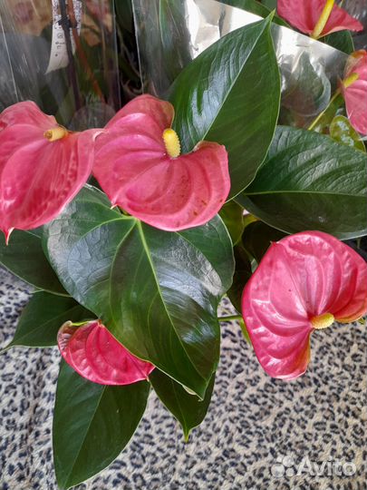 Антуриум розовый