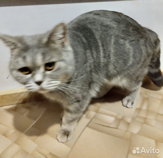 Британская кошка
