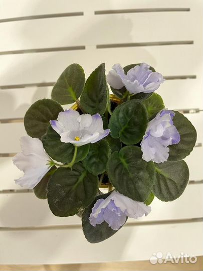 Сортовые фиалки