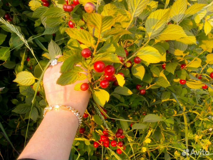 Продаю рассаду и кусты