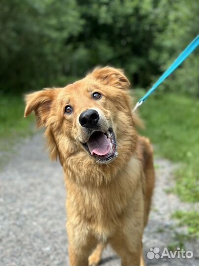 Микки ищет семью. Собака в добрые руки