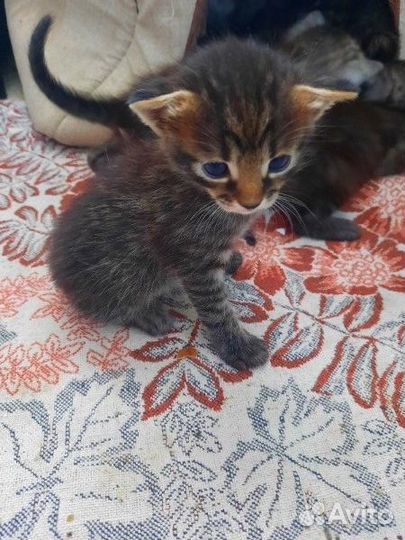 Котенок мальчик ищет дом