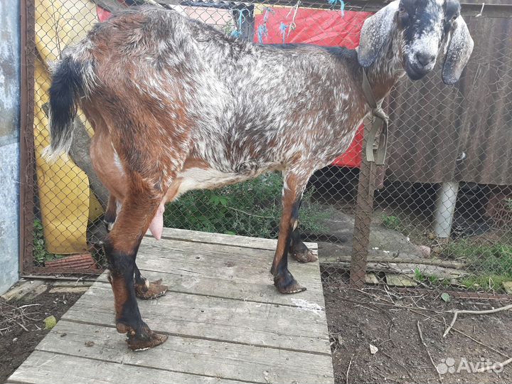 Коза и козлята