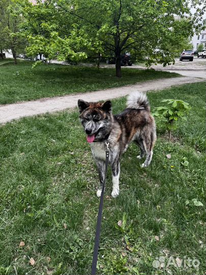 Вязка,акита- ину японец