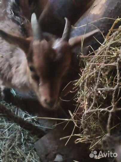 Козёл процентный нубоальп и козлёнок