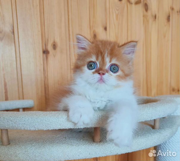 Шотландские рыжики